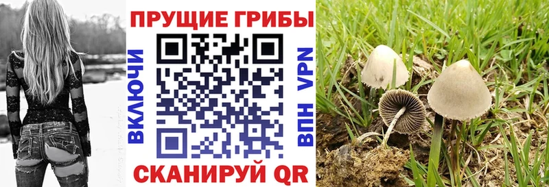 Галлюциногенные грибы Cubensis  где можно купить   Татарск 